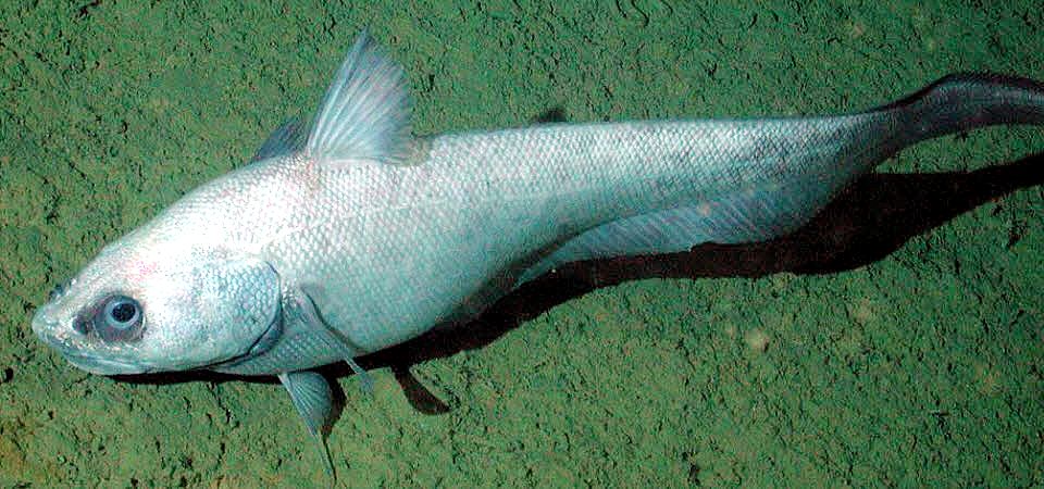 Coryphaenoides leptolepis_04.jpg